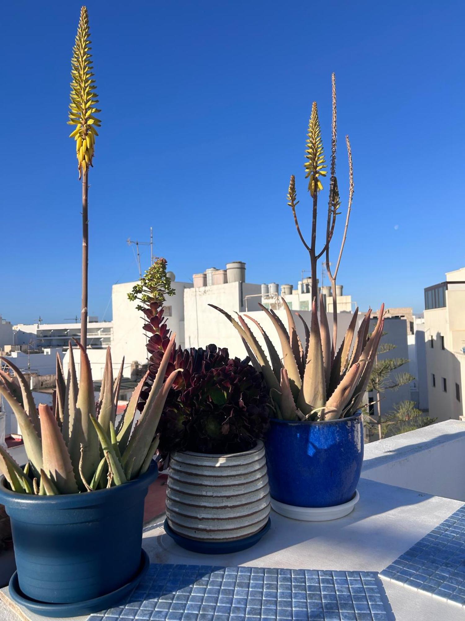 La Buganvilla Rooms Arrecife  Eksteriør bilde