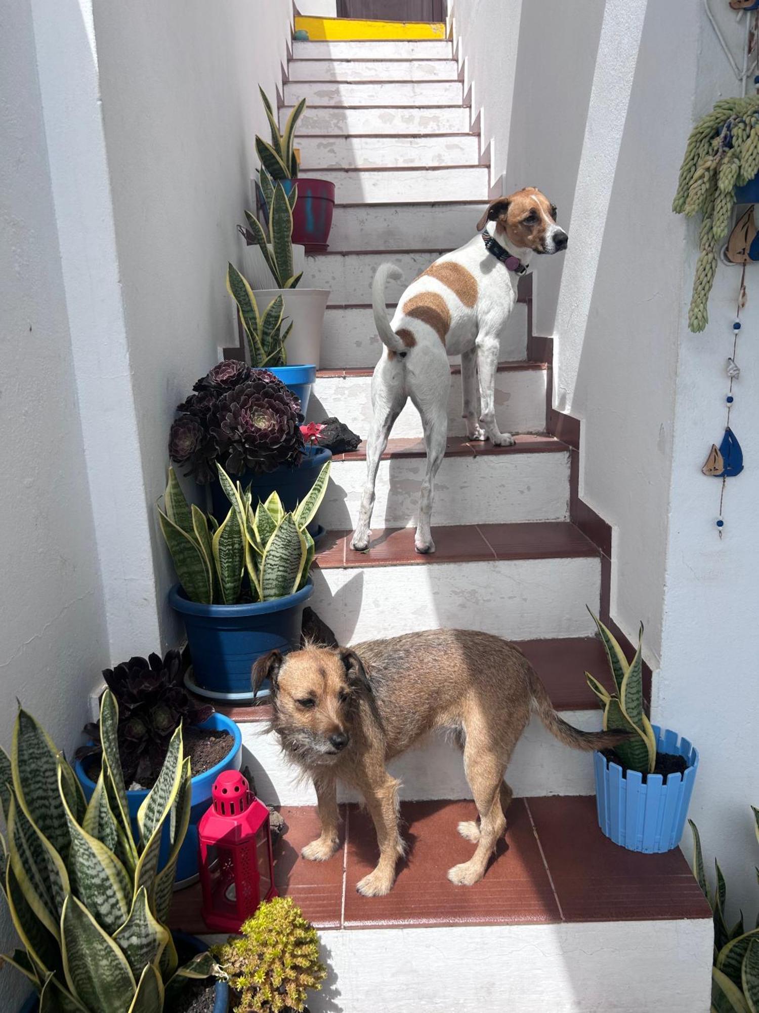 La Buganvilla Rooms Arrecife  Eksteriør bilde